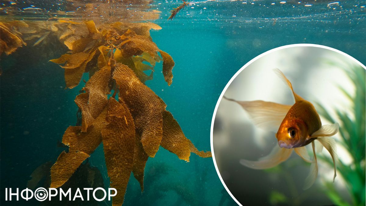 Риба убезпечена від блискавки в воді, а людина - ні. Риба убезпечена від блискавки в воді, а людина - ні.