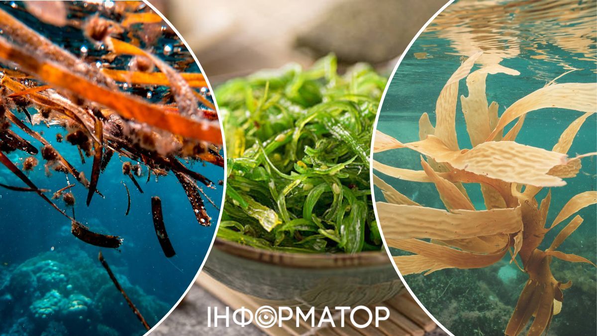 Ламинария или морская капуста содержит много йода! Ламинария или морская капуста содержит много йода!