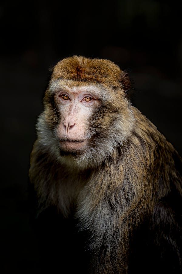 Международный день приматов напоминает о вызовах, с которыми сталкиваются наши родственники приматы Международный день приматов напоминает о вызовах, с которыми сталкиваются наши родственники приматы