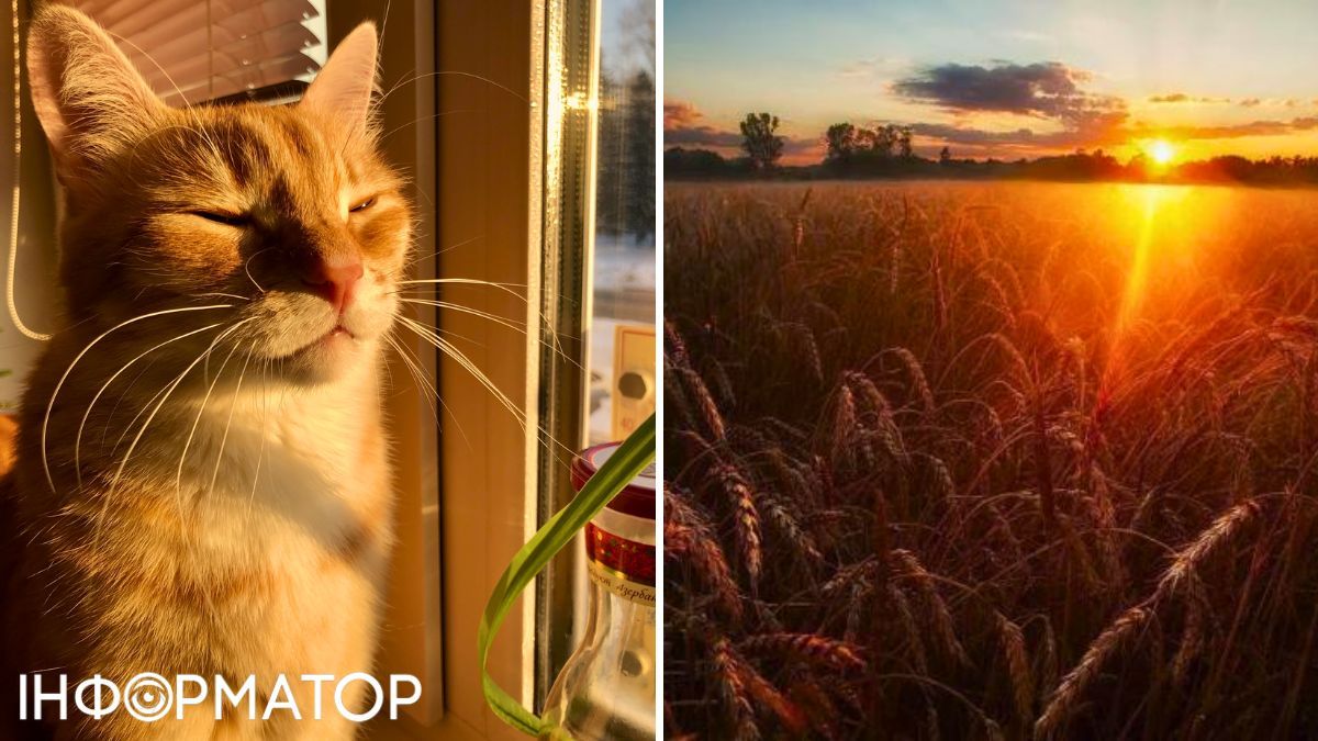 Кот и солнце