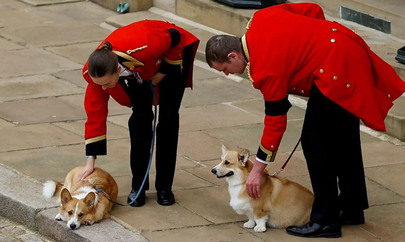 Собаки Єлизавети у Віндзорі після обіду на честь її поховання.