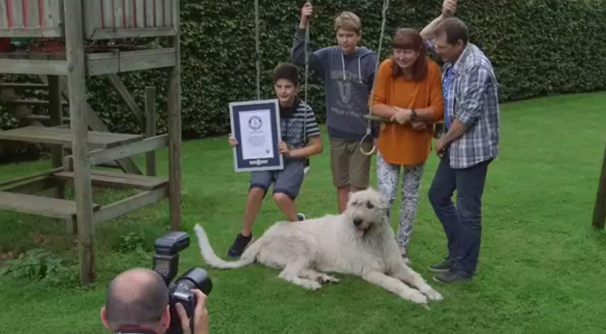 Пес-рекордсмен з Бельгії. 