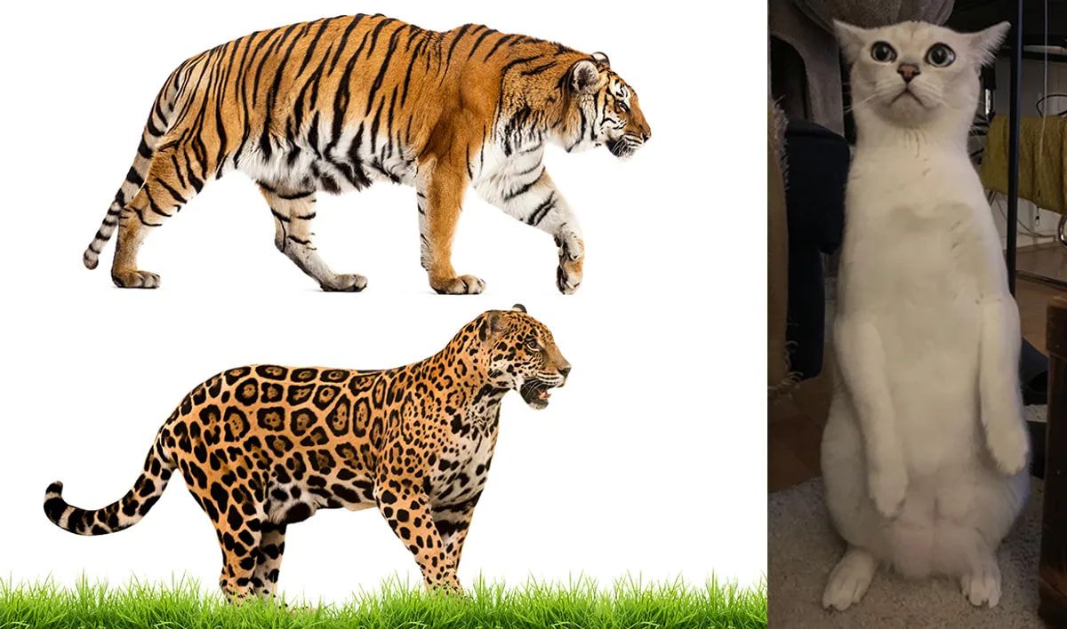 И дикие кошки, такие как тигры и ягуары, и домашние кошки имеют одну и ту же необычную сумку И дикие кошки, такие как тигры и ягуары, и домашние кошки имеют одну и ту же необычную сумку