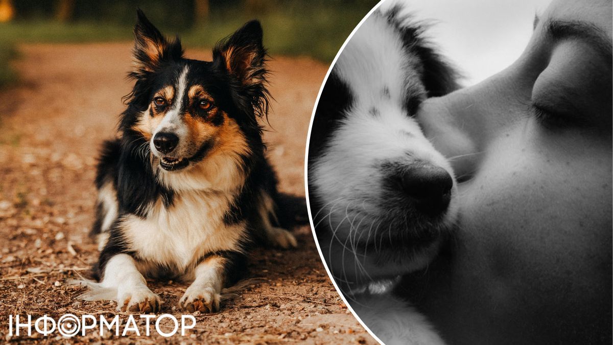 Якщо в собаки грибок, пахнутимуть не тільки лапи.