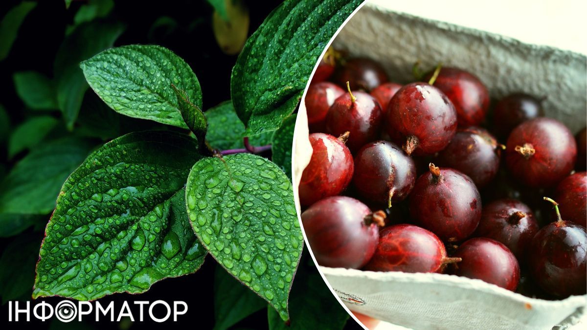 Цей соус найбільш свіжий серед трьох.