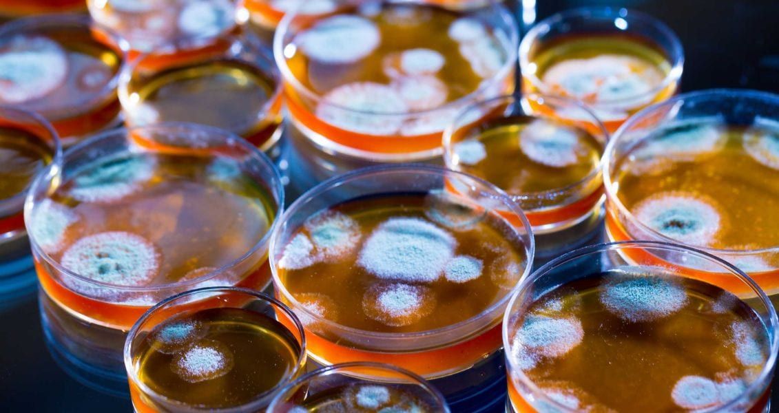 День народження пеніциліну нагадує про несподівану природу наукових відкриттів і про те, що одне спостереження може змінити хід історії. Він підкреслює важливість допитливості, ретельного спостереження і прагнення до знань для поглиблення людського розуміння і добробуту