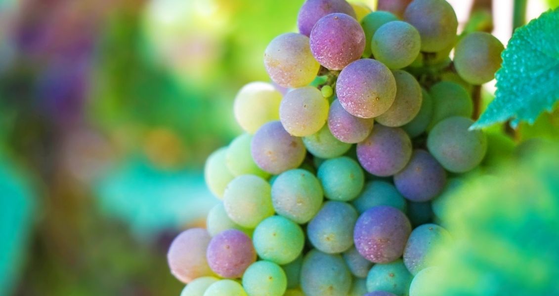 З вина гренаш роблять цікаві бленди. Особливо смачними входять червоні купажі З вина гренаш роблять цікаві бленди. Особливо смачними входять червоні купажі