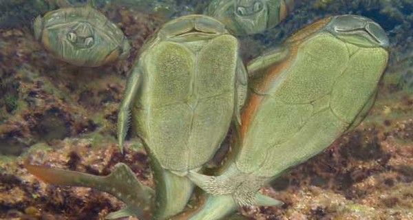 Иллюстрация Иллюстрация