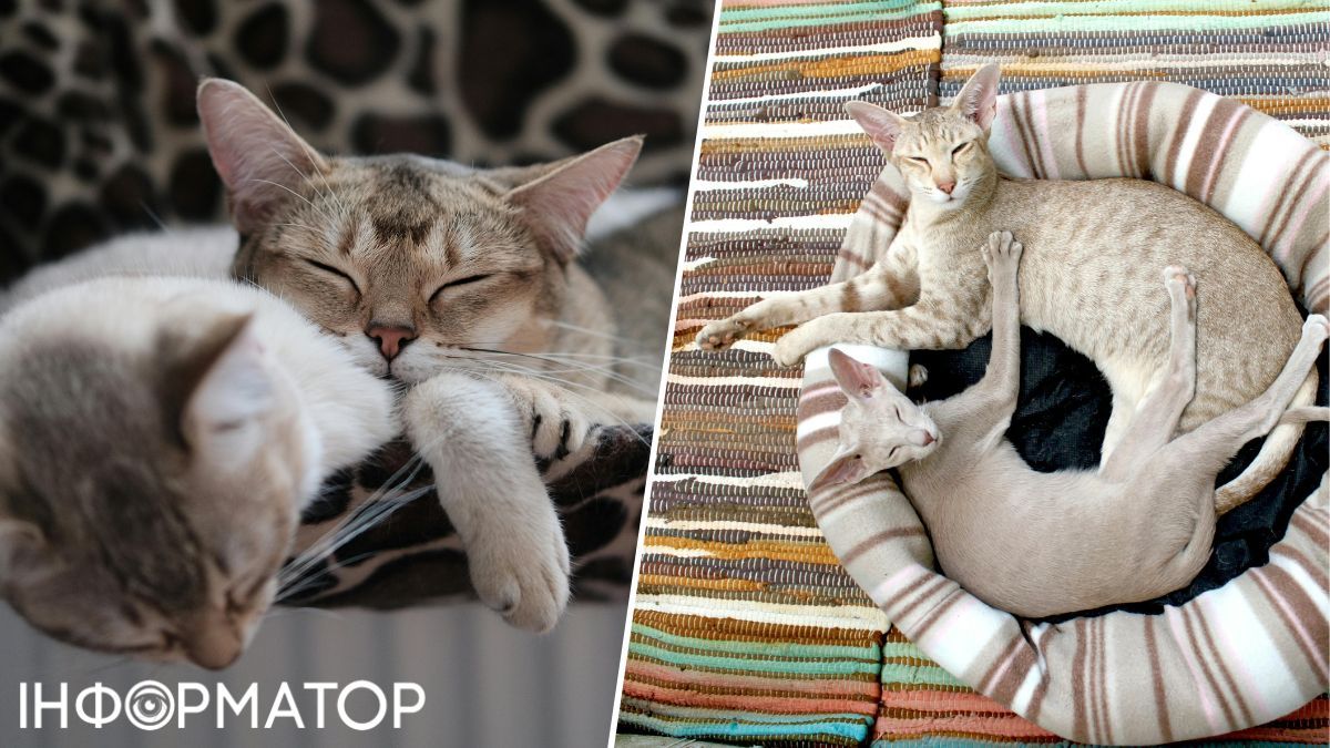 Котики обожают всевозможные корзинки, коробочки, пакетики и щели!