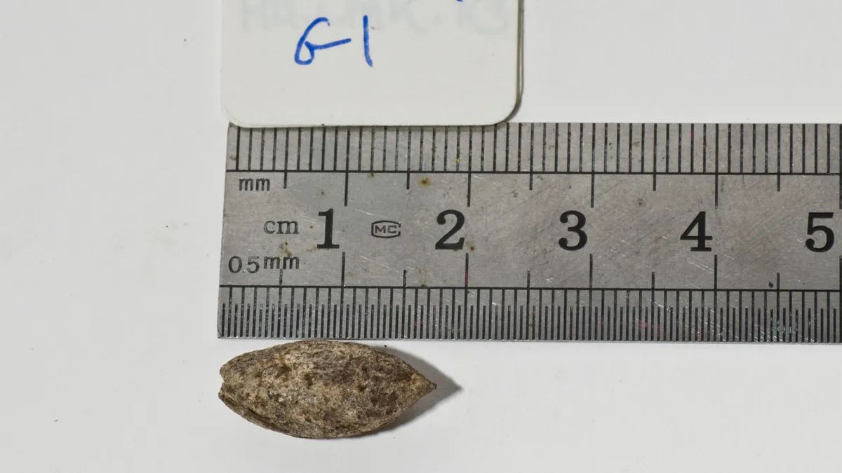 Изображение древних семян под названием Шеба рядом с линейкой для масштаба. Изображение древних семян под названием Шеба рядом с линейкой для масштаба.