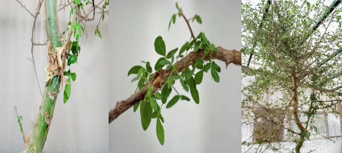 Шеба, сейчас имеет высоту около 3 метров. Шеба, сейчас имеет высоту около 3 метров.