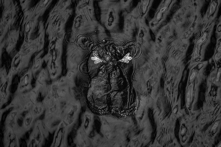 "Впечатление от бегемота" Дэвида Стоу "Впечатление от бегемота" Дэвида Стоу