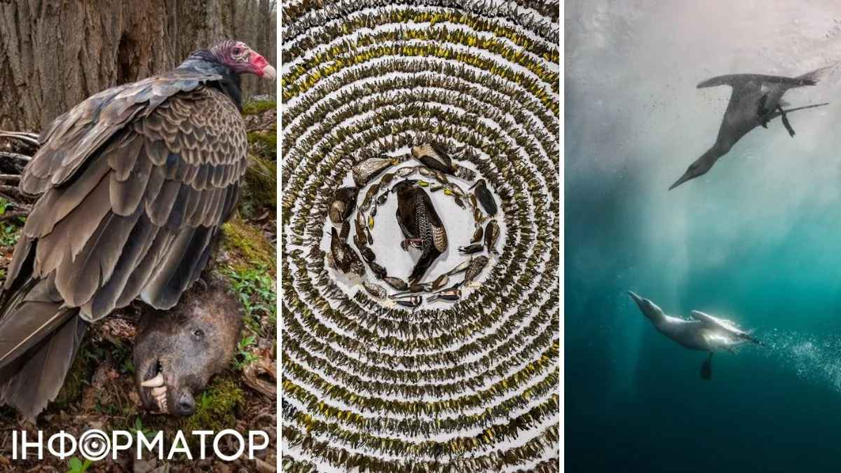 Конкурс Bird Photographer of the Year Awards