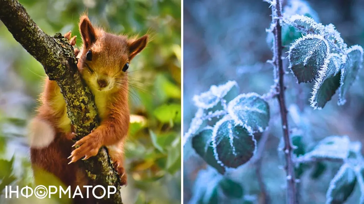 Кот и листья в снегу