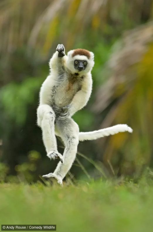 «Остання секретна зброя англійського крикету" Енді Рауза