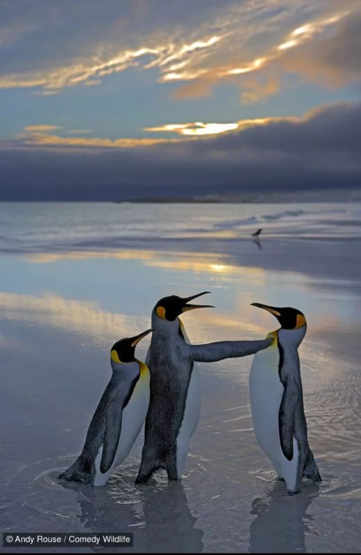 Фотографія Рауза також отримала високу оцінку на конкурсі BBC Wildlife Photographer of the Year 2006