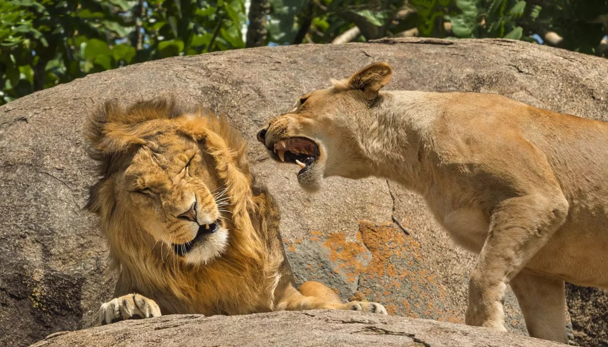 Скотт Фрайєр зробив цю фотографію під час сафарі в національному парку Серенгеті в Танзанії