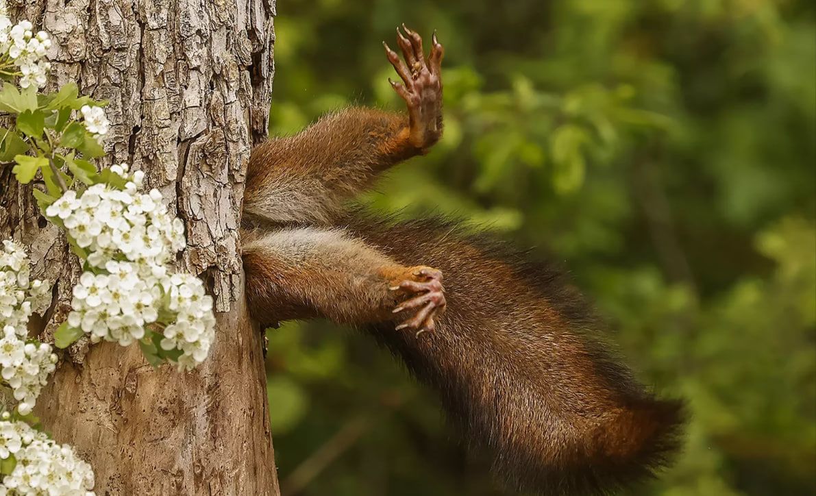 На фотографії Мілко Маркетті зображена білка, чиї лапи стирчать із дупла дерева.