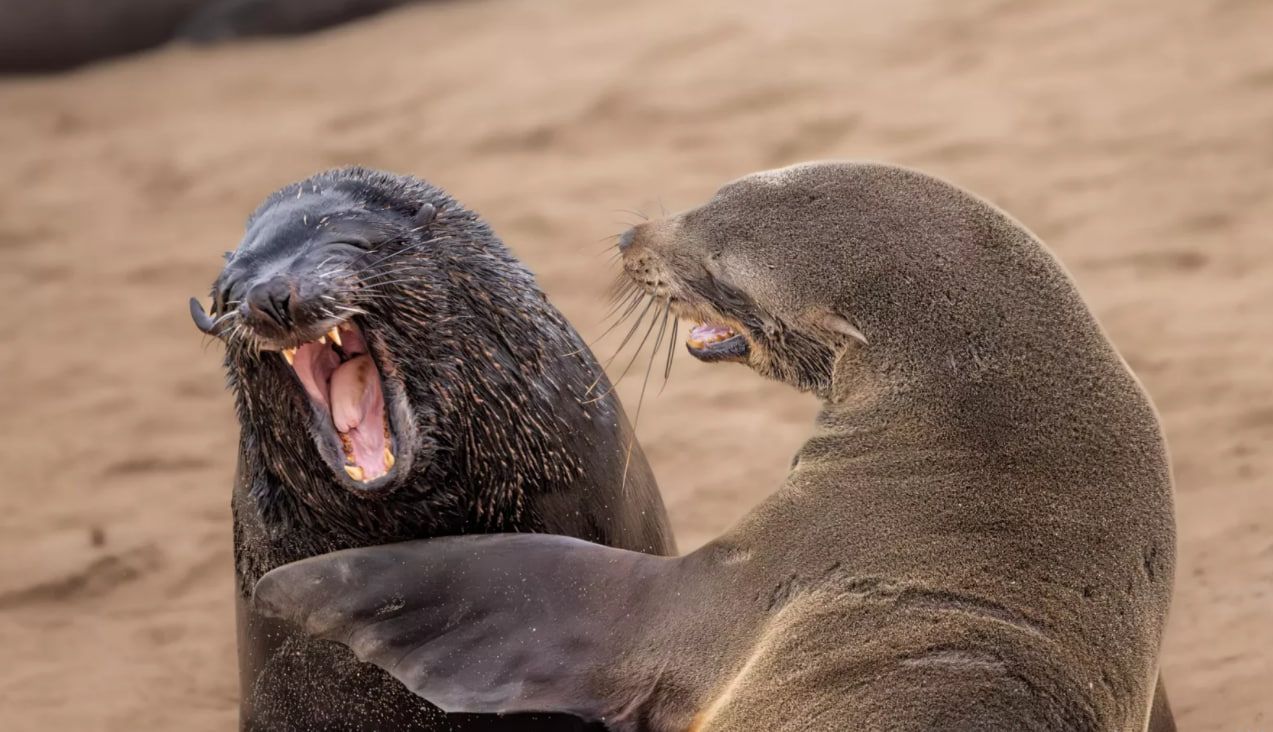 Філліпс сфотографував двох морських істот, які сміються