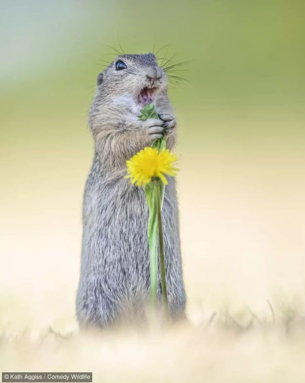 Аггісс сфотографував ховраха, також відомого як зесель, який кричить своїй родині, що знайшов їжу.
