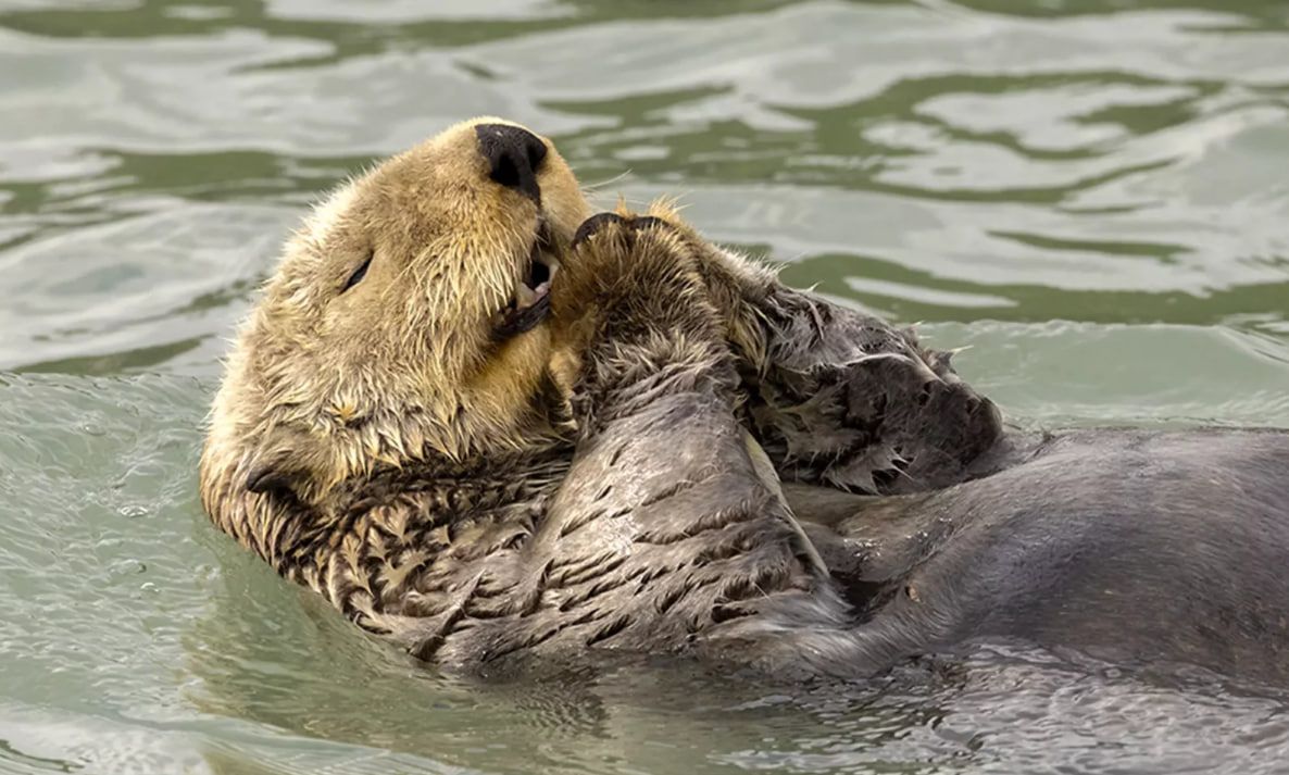 Видра молиться