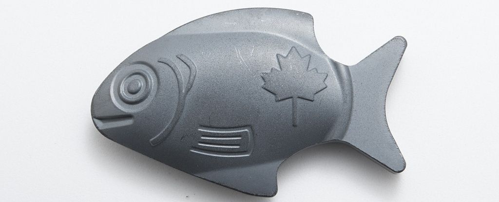 Эта рыбка легко поместится в кастрюле!