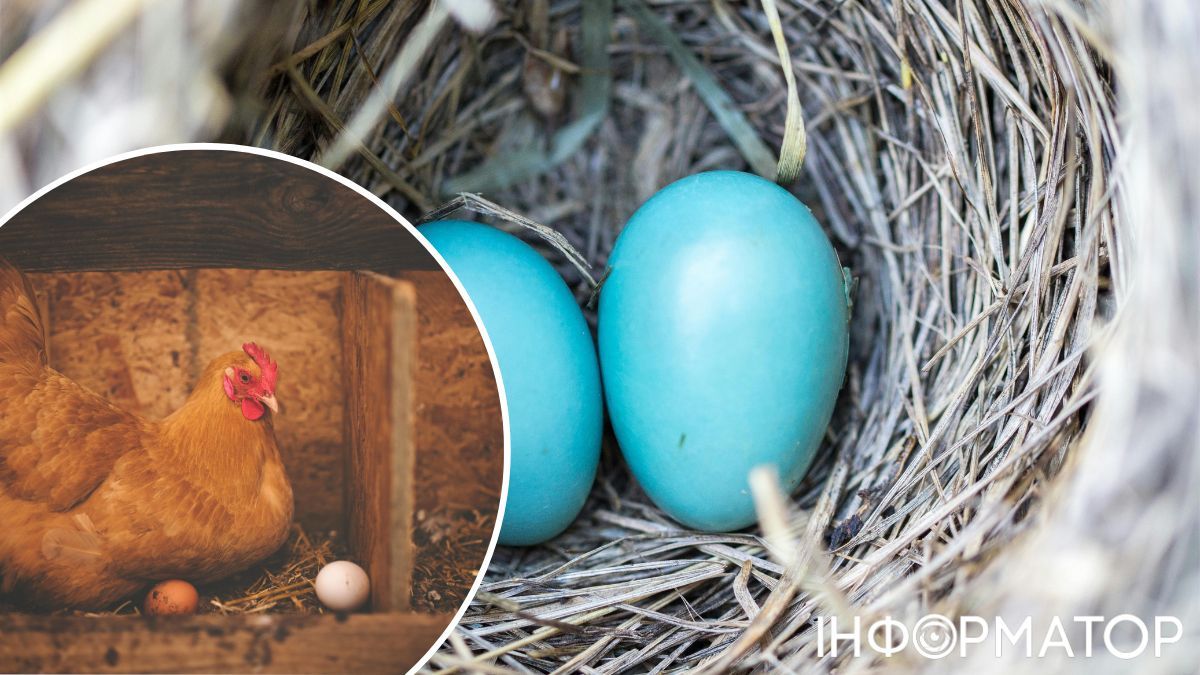 Яйца способны поддержать ваше крепкое здоровье до глубокой старости! Два небанальных блюда из яиц: для тех, кто на диете и не только 1