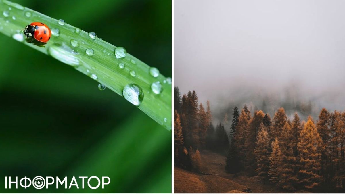 Дождь и лес