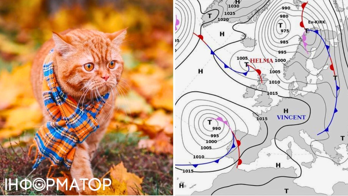 Кот и карта