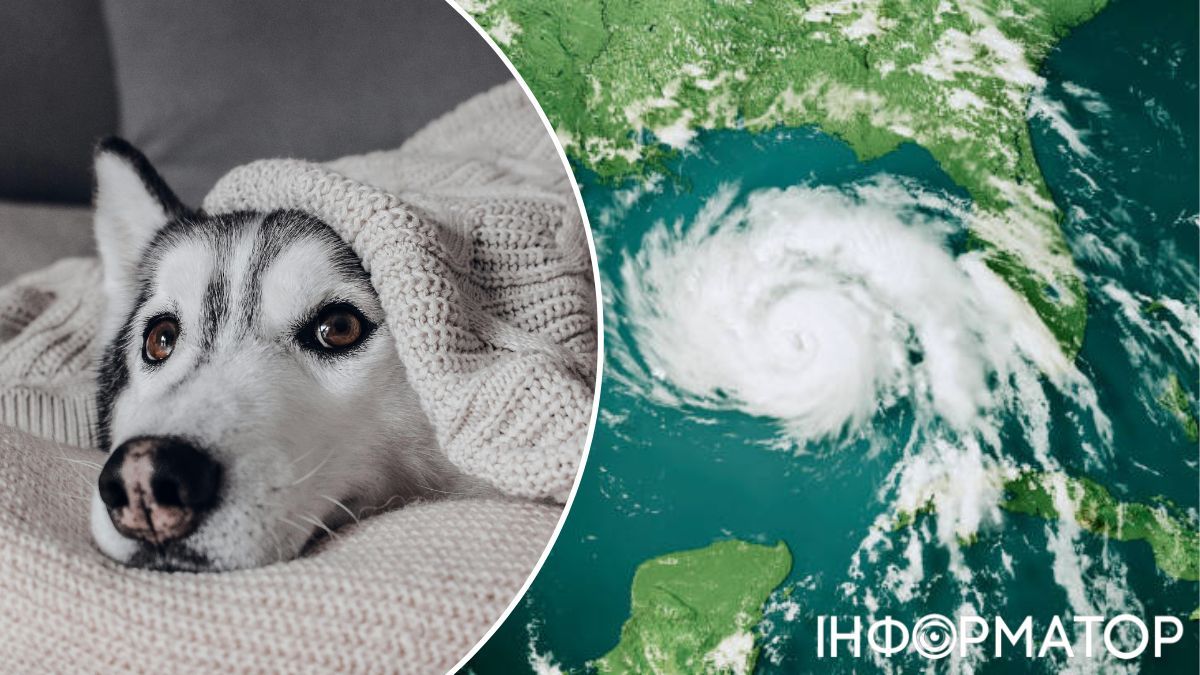 Американцы не оставляют своих пушистиков в беде!