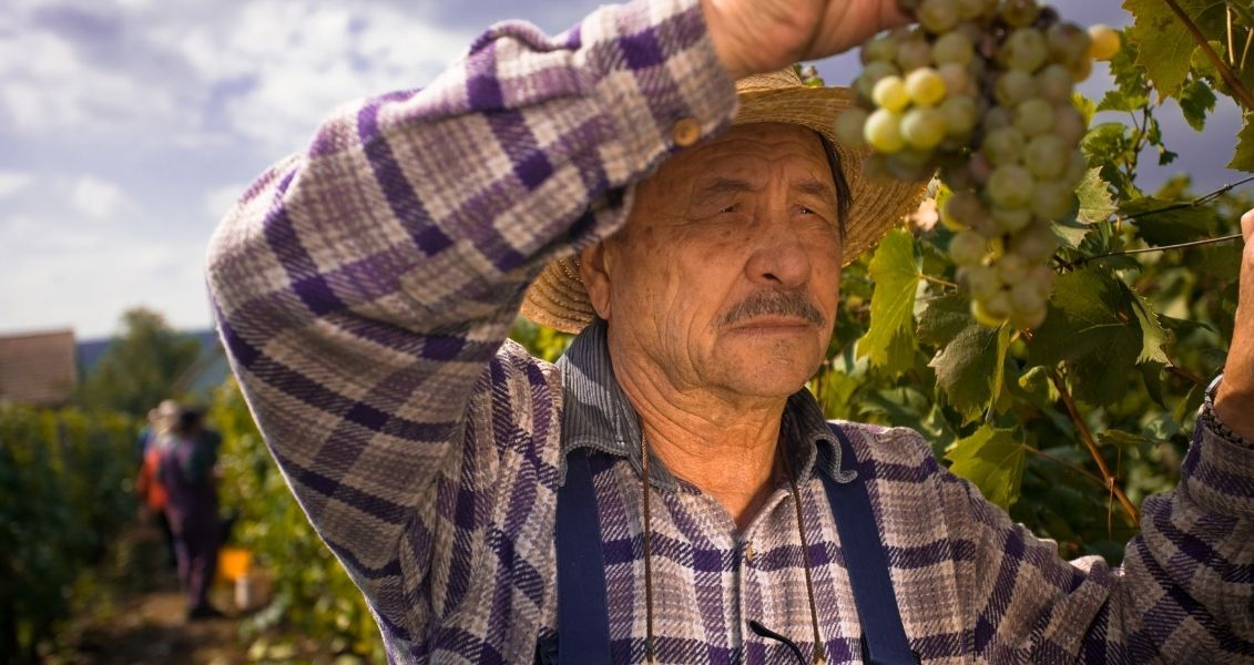 Якщо пляшки з вином зберігати у вертикальному положенні, то згодом пробка почне розсихатися. Це призведе до появи тріщин, через які всередину почне поступати кисень, напій окислиться й втратить свої характеристики Якщо пляшки з вином зберігати у вертикальному положенні, то згодом пробка почне розсихатися. Це призведе до появи тріщин, через які всередину почне поступати кисень, напій окислиться й втратить свої характеристики