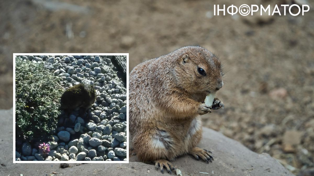 Благодаря догадливым ученым, суслики спасли флору локации, которая пережила извержение вулкана Сент-Хеленс.