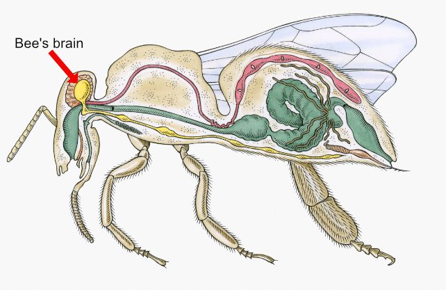 Поперечний розріз робочої бджоли з її крихітним мозком. 