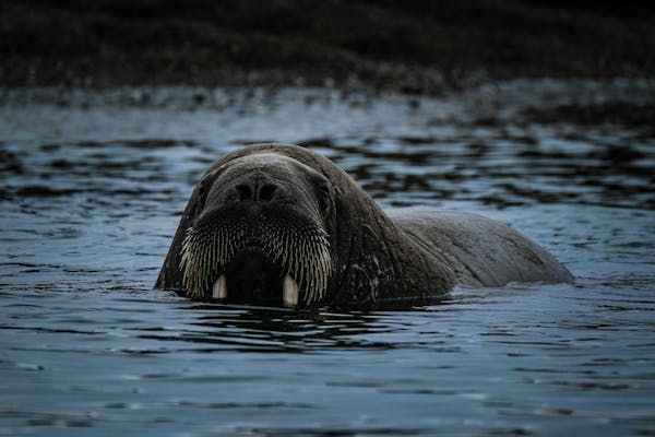 Відзначаючи Всесвітній день моржа, вкрай важливо визнати важливість цих знакових арктичних видів і нагальну потребу в їх захист Відзначаючи Всесвітній день моржа, вкрай важливо визнати важливість цих знакових арктичних видів і нагальну потребу в їх захист