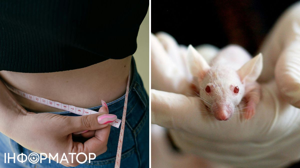 Мыши с ожирением имели все те же маркеры, что и люди. воспоминания жировых клеток 1