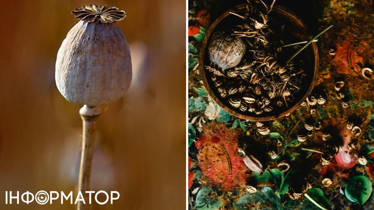 Жартувати з маком точно не варто! мак 1