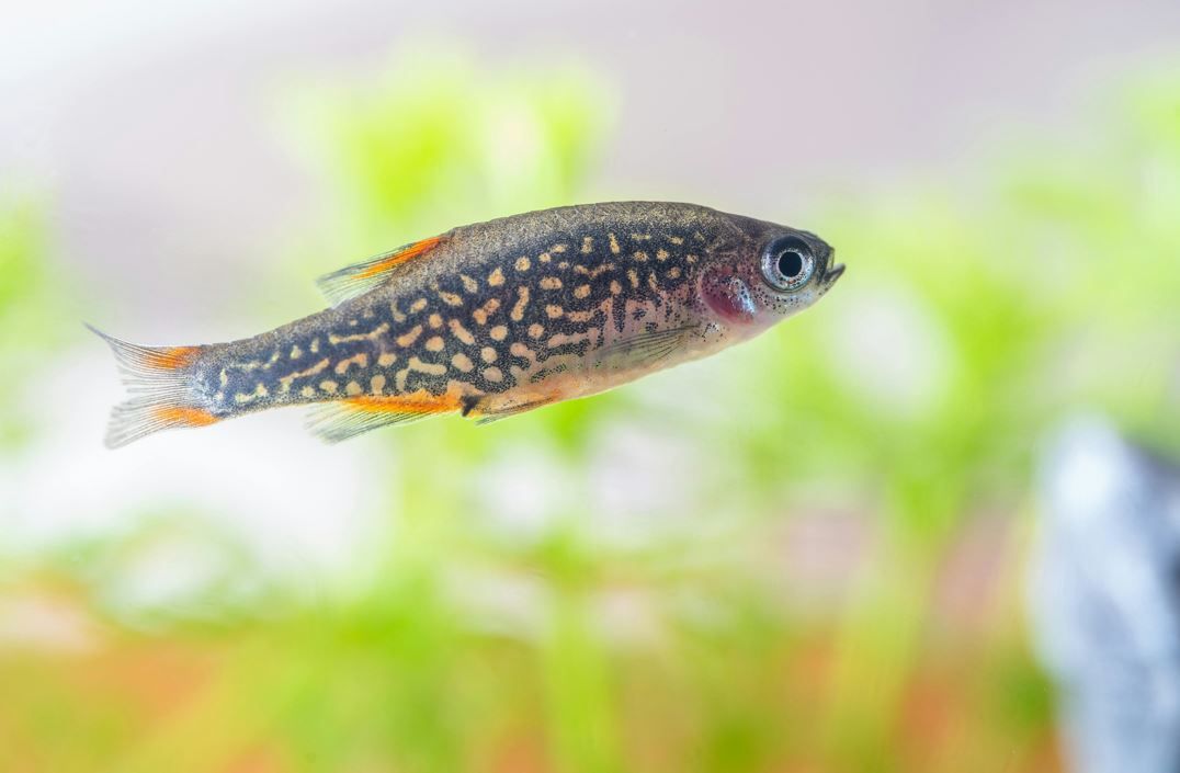 Серце б'ється поза тілом, бо має власний мозок: вчені зробили відкриття 1