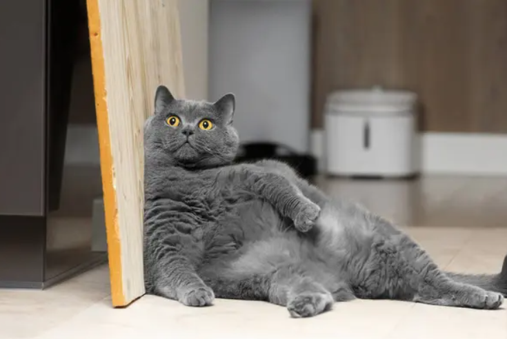 Кот