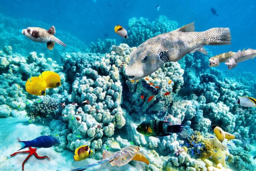 Коралловые рифы поддерживают около четверти всего морского биоразнообразия. Рифы