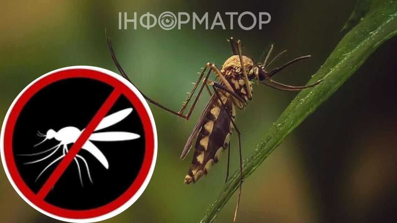 растение против комаров