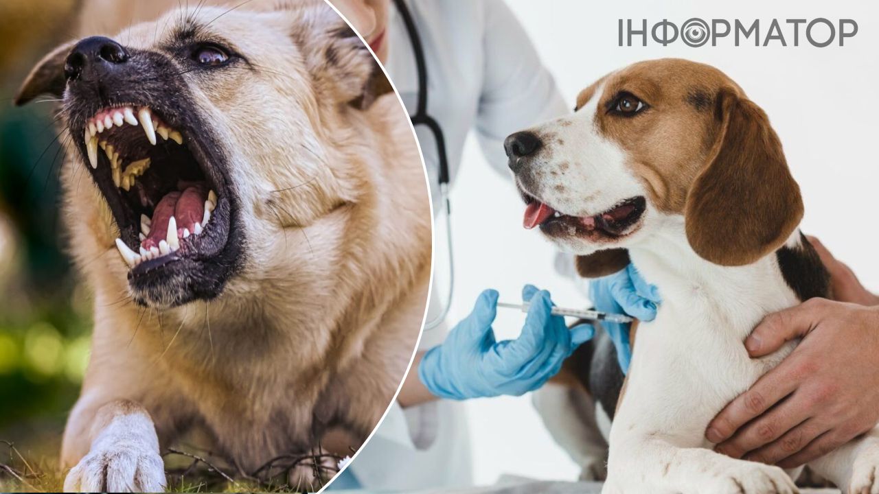 вакцинация животного бешенство