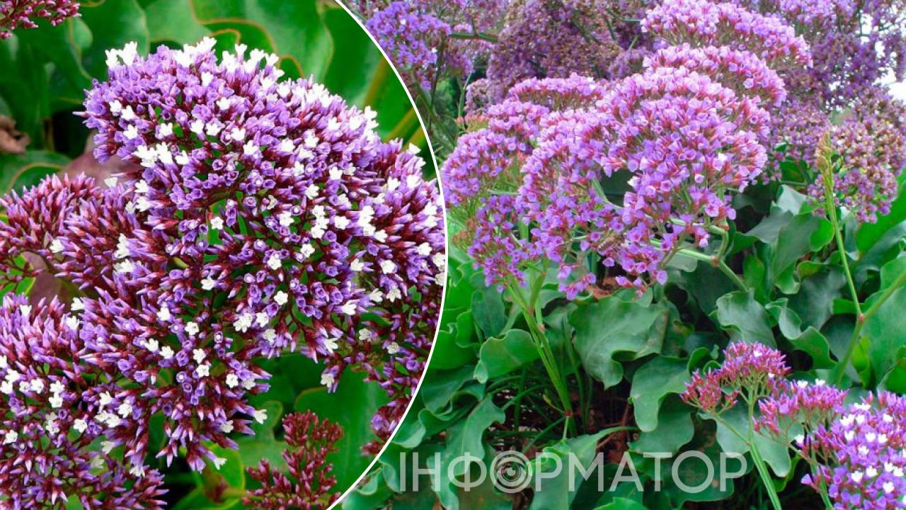 руль цветок клумба