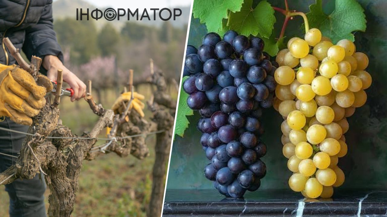 обрезка винограда осенью