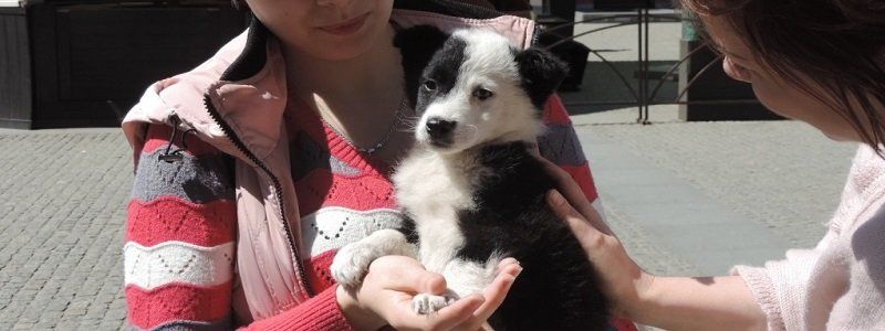Во что обходятся Днепропетровску бездомные животные