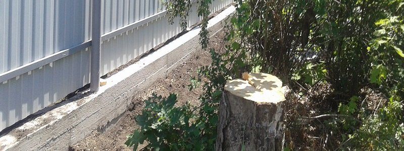 На Днепропетровщине начали с вырубки деревьев – закончили избиением людей