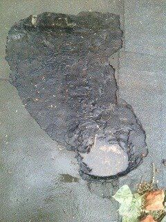 11650916_10203221602021268_5388331_n