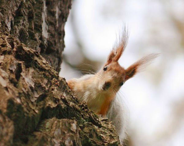 БЕЛКИ материал