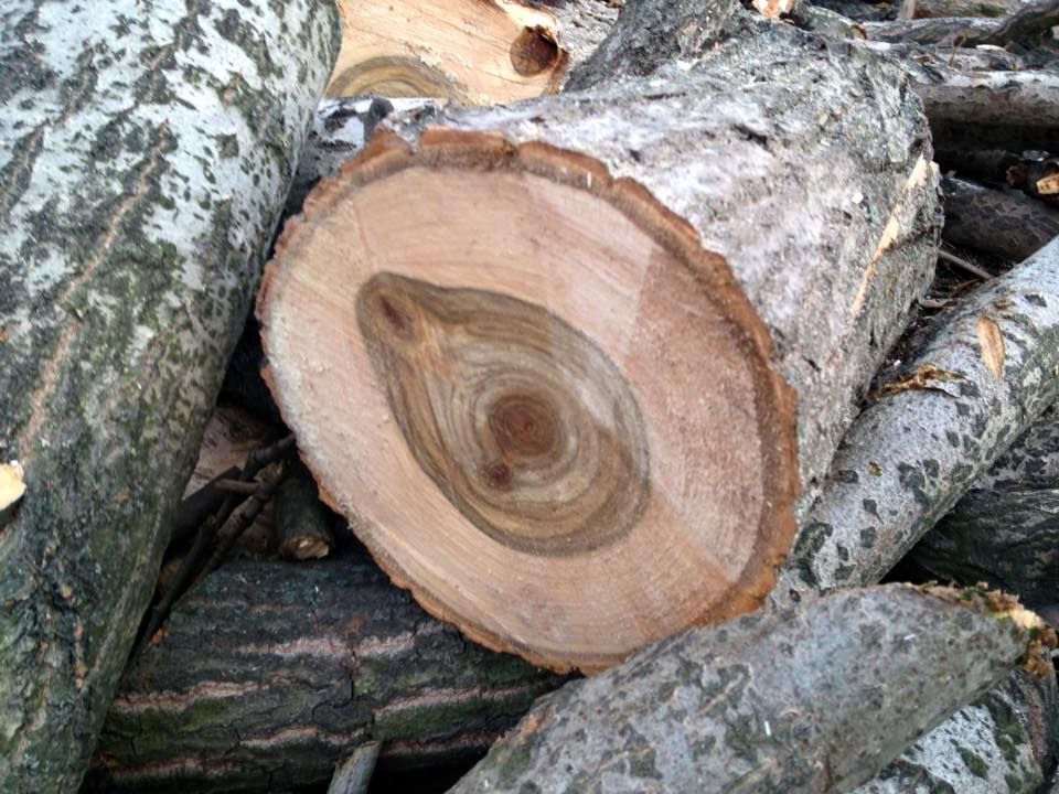 12369059_547518955409946_2794985292555309839_n