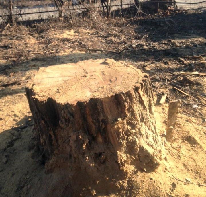 12376572_935094216573581_4936639124362434669_n