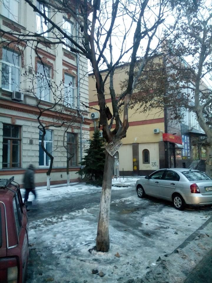 12510343_533642510138628_4586208681244226701_n